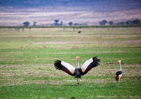 Grey Crowned Crane. The national bird of Uganda photo