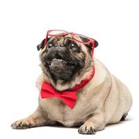 lindo perro pug con corbatín rojo y gafas. foto