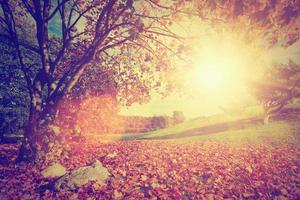 Autumn, fall landscape with a tree. Sun shining through leaves. Vintage photo