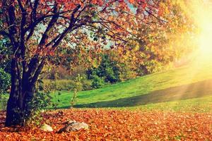 Autumn, fall landscape. Tree with colorful leaves. Panorama photo