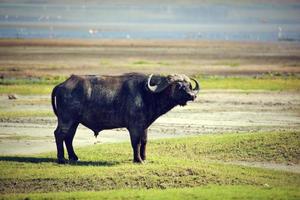 el búfalo africano. ngorongoro, tanzania. foto