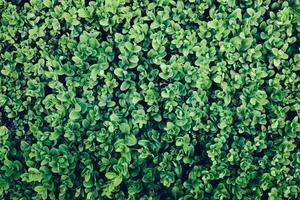 Green leaves of an ivy in a close-up. photo