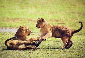 pequeños cachorros de león jugando. tanzania, áfrica foto