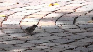 oiseau picore pour se nourrir sur un chemin de pierre dans la lumière du soleil pommelé video