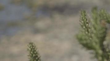 close-up van cactus, focus verschuift naar de zee van Galilea op de achtergrond met veel vogels op rotsen in de buurt van water video