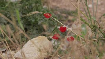 Red Flowers Sway in a Breeze in a Field of Brown and Green Grass video