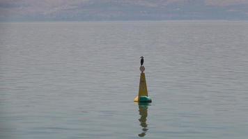 pássaro empoleirado na bóia no mar da galileia video