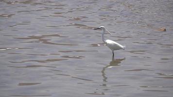 White Heron Egret Wading in Water Lifts Wings and Flies Away in Slow Motion video