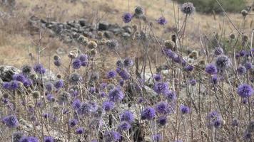 Blaue Kugeldisteln im Feld wiegen sich mit einer Brise video