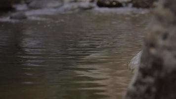 gros plan sur des casseroles lentes d'eau qui coule jusqu'à un ruisseau qui se précipite sur les rochers video