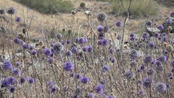 Blue Globe Thistles Sway in the Wind video