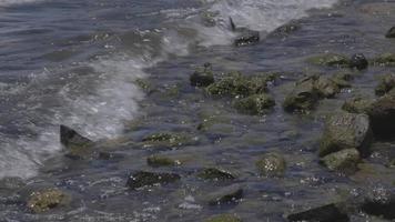 vatten som kraschar på den steniga stranden av galileiska sjön video