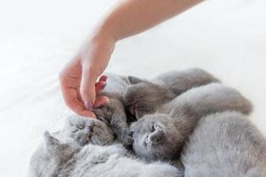 Woman's hand petting a cluster of cats. British Shorthair. photo