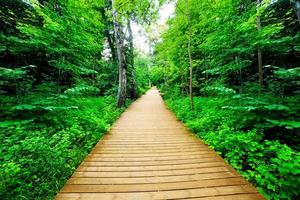 Wooden way in green forest, lush bush. Peaceful nature photo