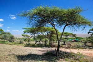 Savanna landscape in Africa, Serengeti, Tanzania photo