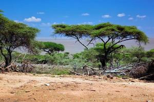 Savanna landscape in Africa, Serengeti, Tanzania photo