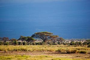 paisaje de sabana en áfrica, amboseli, kenia foto