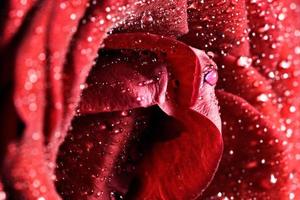 Red wet rose flower close-up. Greeting card or background for Valentines day, wedding.