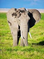 Elephant on savanna. Safari in Amboseli, Kenya, Africa photo