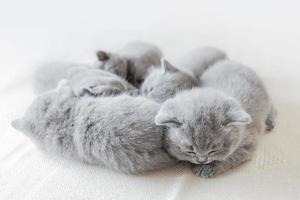 Sleeping little cats in a group. British shorthair. photo