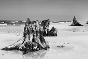 3000 years old tree trunks on the beach after storm. Slowinski National Park, Baltic sea, Poland photo