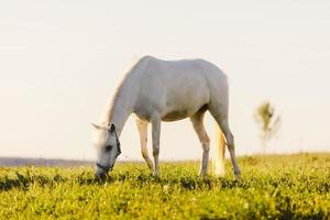 Young white horse eating grass from a field. photo