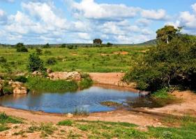 Pond of clear water in bush on savanna in Africa. Tsavo West, Kenya, Africa photo