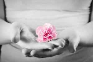 flor rosa suave en manos de mujer. spa, protección, cuidado. foto