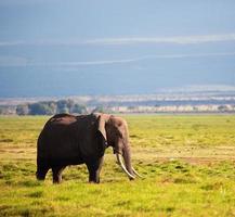 Elephant on savanna. Safari in Amboseli, Kenya, Africa photo