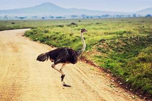 Ostrich on savanna, safari in Tanzania, Africa photo