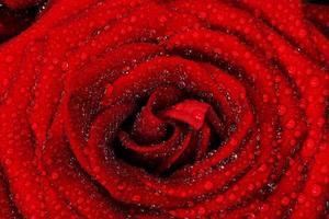 Red wet rose flower close-up. Greeting card or background for Valentines day, wedding.
