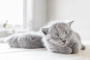 Laying grey cat. British shorthair. photo