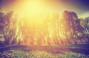 Vintage nature. Spring sunny park, trees and dandelions photo