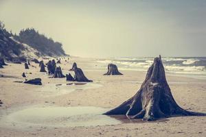 3000 years old tree trunks on the beach after storm. Slowinski National Park, Baltic sea, Poland photo