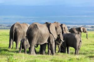 Elephants herd on savanna. Safari in Amboseli, Kenya, Africa photo