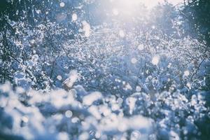 Winter tree, branches in snow and frost close-up. photo