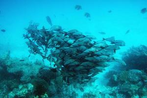 cardumen de peces en el océano índico, maldivas. foto