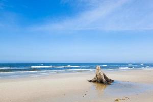 Troncos de árboles de 3000 años en la playa después de la tormenta. parque nacional slowinski, mar báltico, polonia foto