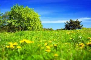 Spring countryside, meadow with green grass, trees and flowers. photo