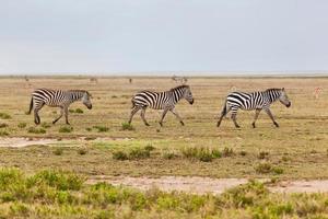 Zebras herd on African savanna photo