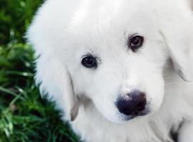 Cute white puppy dog portrait. Polish Tatra Sheepdog photo