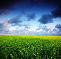 Stormy summer landscape photo