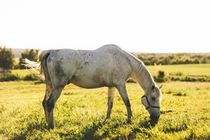Purebred white horse eating grass on a field. photo