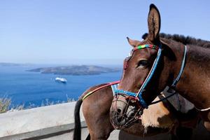 Donkeys in Fira on the Santorini island, Greece. photo