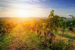 Vineyard in Tuscany, Ripe grapes at sunset photo