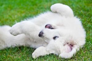 lindo cachorro blanco jugando en la hierba. perro pastor tatra polaco foto