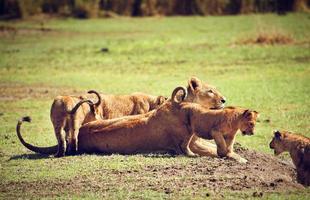 pequeños cachorros de león con madre. tanzania, áfrica foto