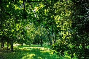 Green summer park vivid landscape photo