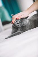 Woman's hand petting a grey cat.