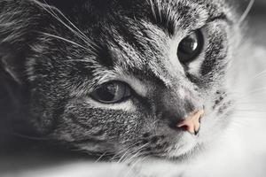 lindo gato acostado en una pose perezosa y somnolienta. retrato de primer plano de los ojos foto